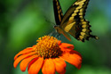 swallowtail on orange flower