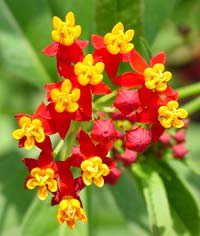 tropical milkweed with flowers in bloom