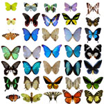 35 different types of butterflies
