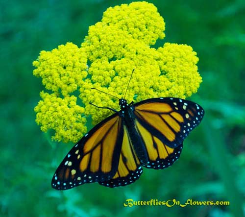 Monarch Butterfly on liatris picture