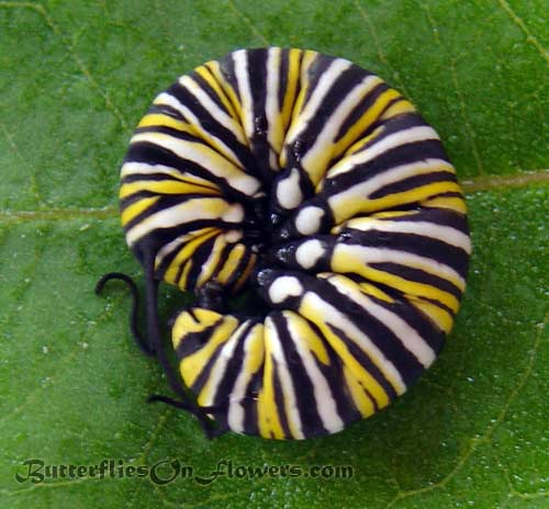 A Monarch Caterpillar curls into a tight ball to protect herself from...me