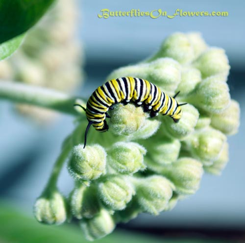 photo of Monarch caterpillar curled around common milkweed flower buds