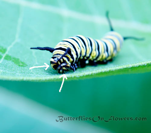 picture showing freak of nature two headed monarch butterfly caterpillar