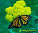 Male Monarch Butterfly on Yellow Yarrow 