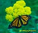 Male Monarch Butterfly on Yellow Yarrow 