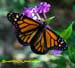 small Male Monarch Butterfly on Garden Phlox