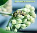 Monarch Caterpillar wrapped around Common Milkweed flower buds