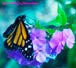 Monarch Butterfly in motion on white flowers
