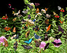 butterfly bush with many butterflies