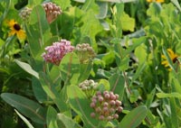common milkweed with flowers blooming