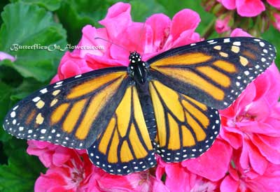female monarch butterfly open-winged on pink flowers