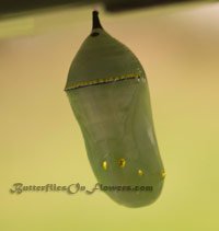 Green Monarch Chrysalis hanging under pot