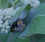 the host plant for monarch caterpillars