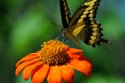 swallowtail on orange flower